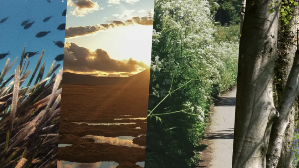 12 nature-based solutions to help fight climate change